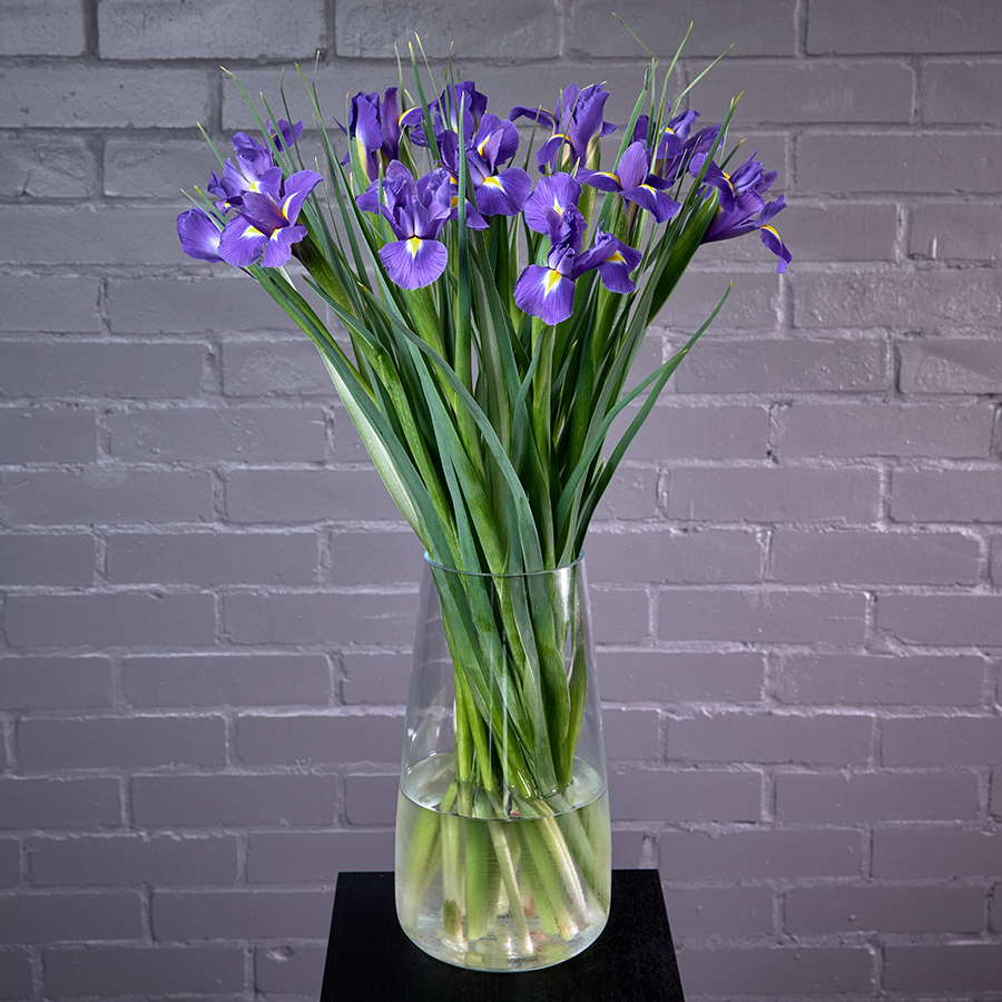 Ирисы фиолетовые, 19 штук.