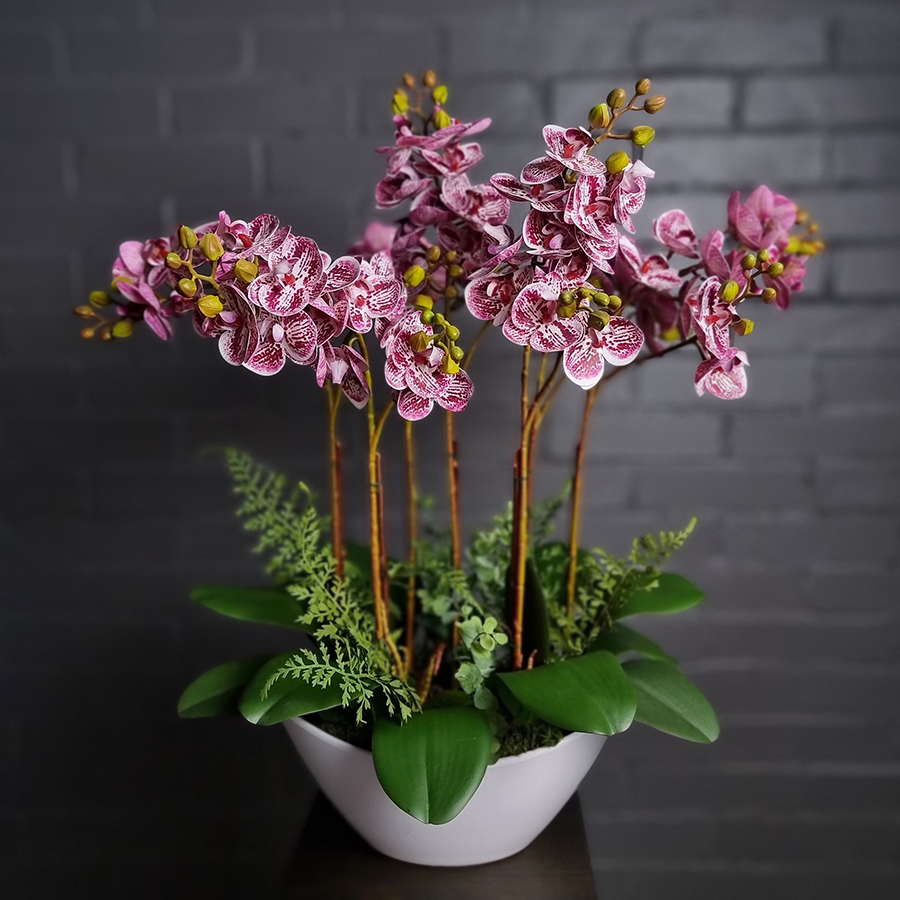 Кустовые фаленопсисы в кашпо.