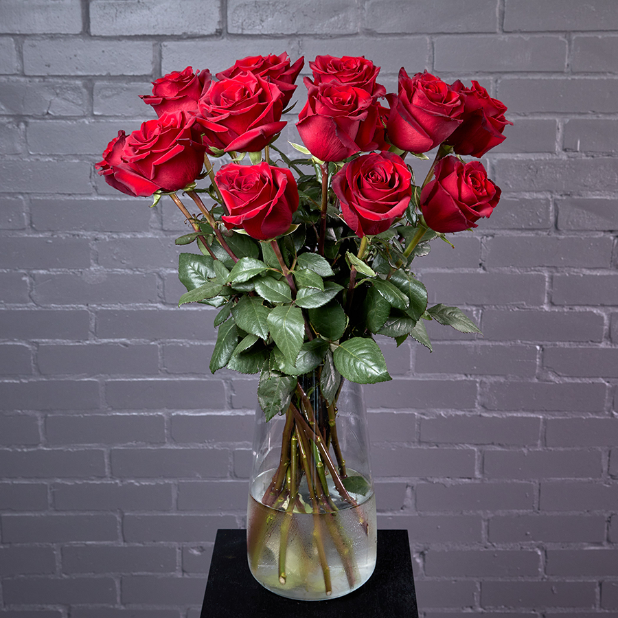 Розы Эквадор "Экспловер"