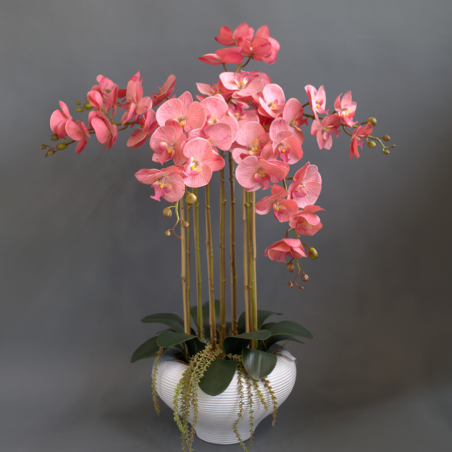 Коралловые фаленопсисы в керамическом кашпо.