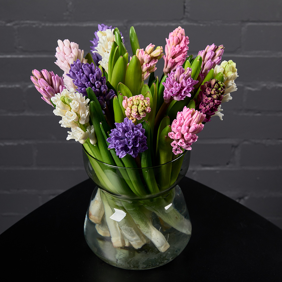 Гиацинты микс, 15 штук.