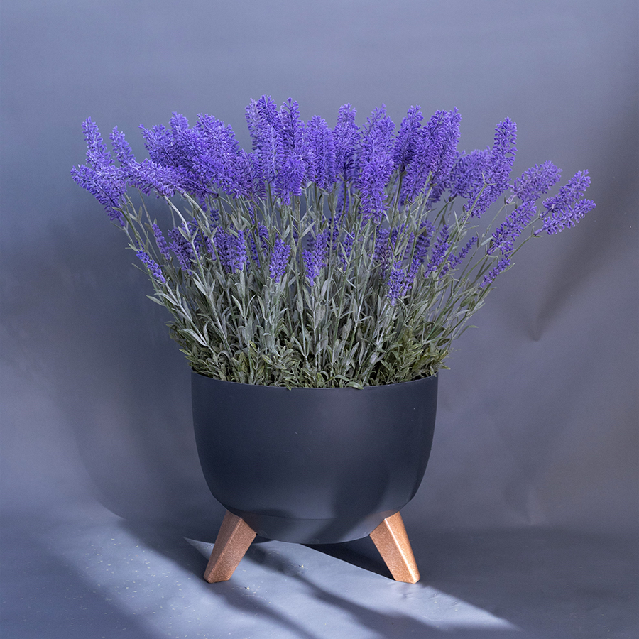 Лаванда в графитовом кашпо.