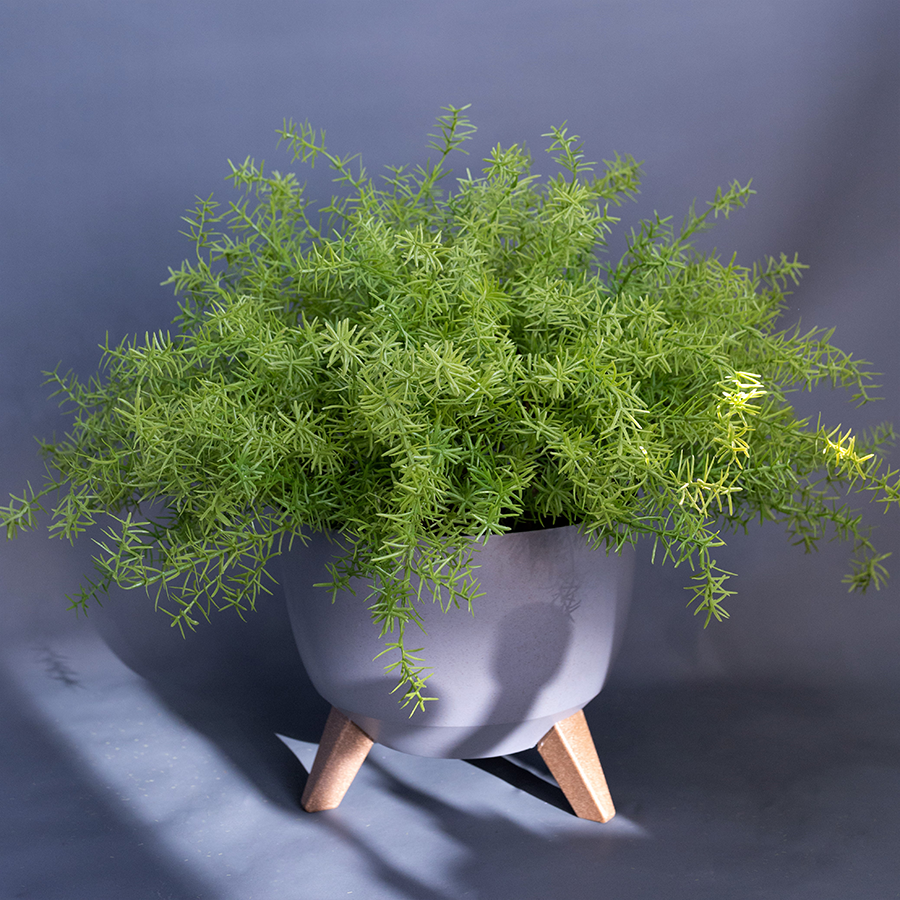 Аспарагус в напольном кашпо серого цвета.