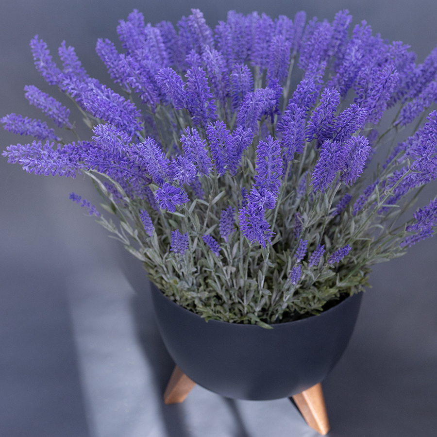 Лаванда в графитовом кашпо.