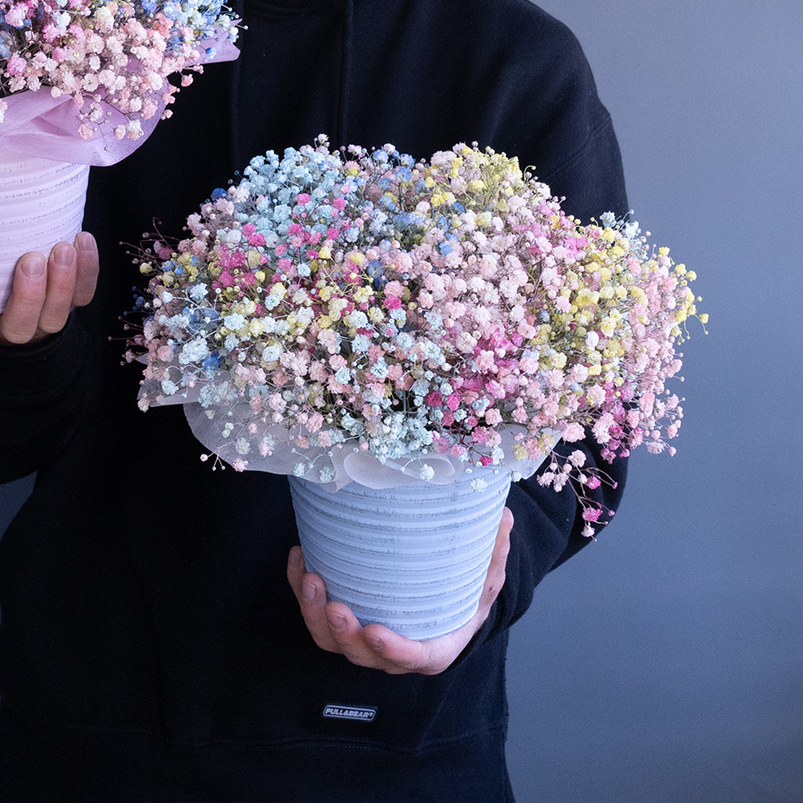 Цветная гипсофила в металлическом кашпо.